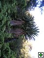 thn_NZ leden-unor 2006 217.jpg